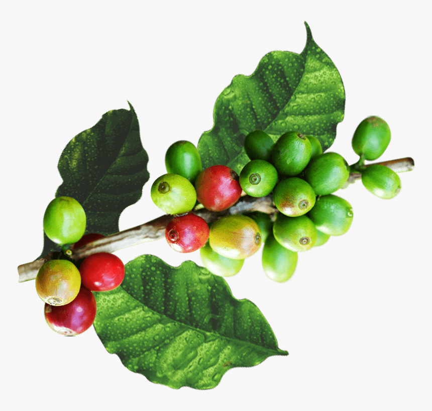 Hojas De Cafe Png, Transparent Png