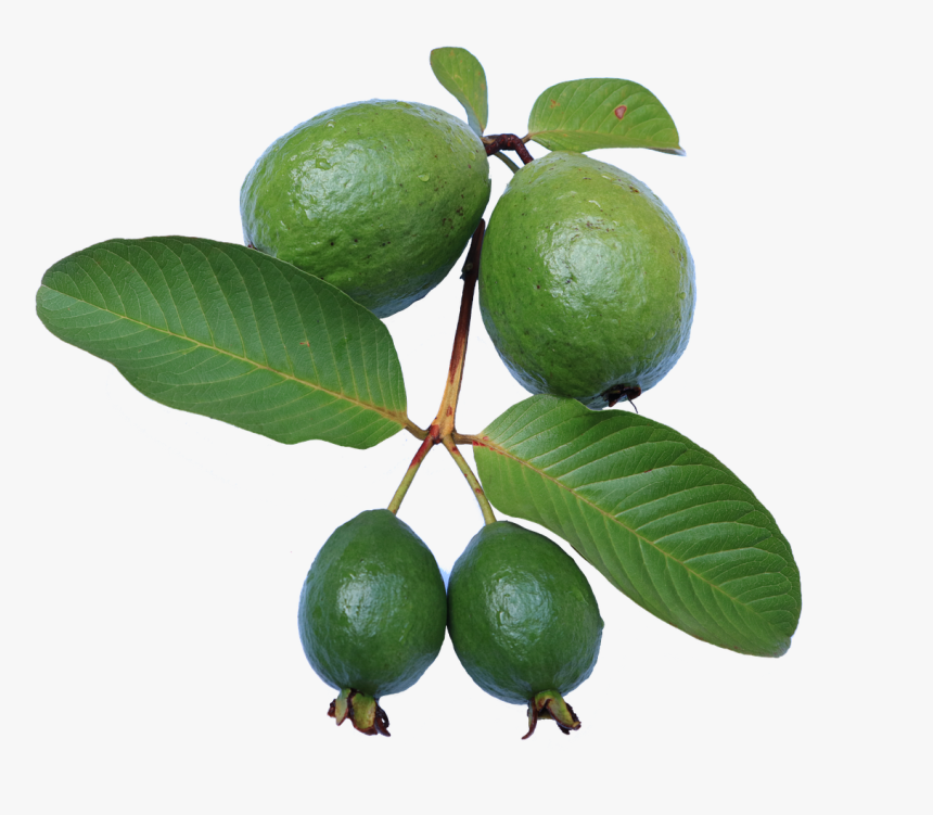 Guava,leaf,jambu Biji,green,guava Png,free Pictures, - Feijoa Tree Png, Transparent Png