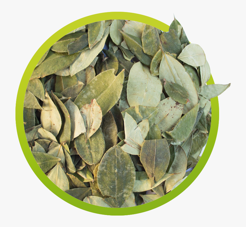 Hoja De Coca En Png, Transparent Png