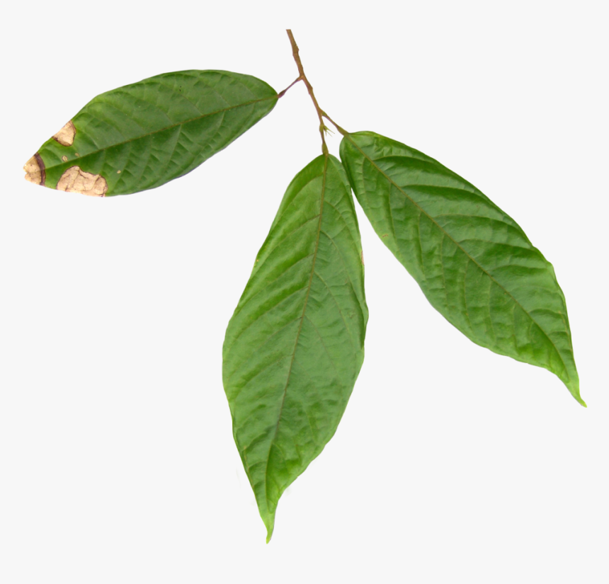 Hoja Del Arbol Del Cacao, HD Png Download , Transparent Png Image - PNGitem