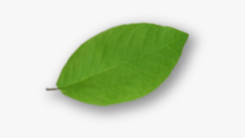 Swamp Birch, HD Png Download