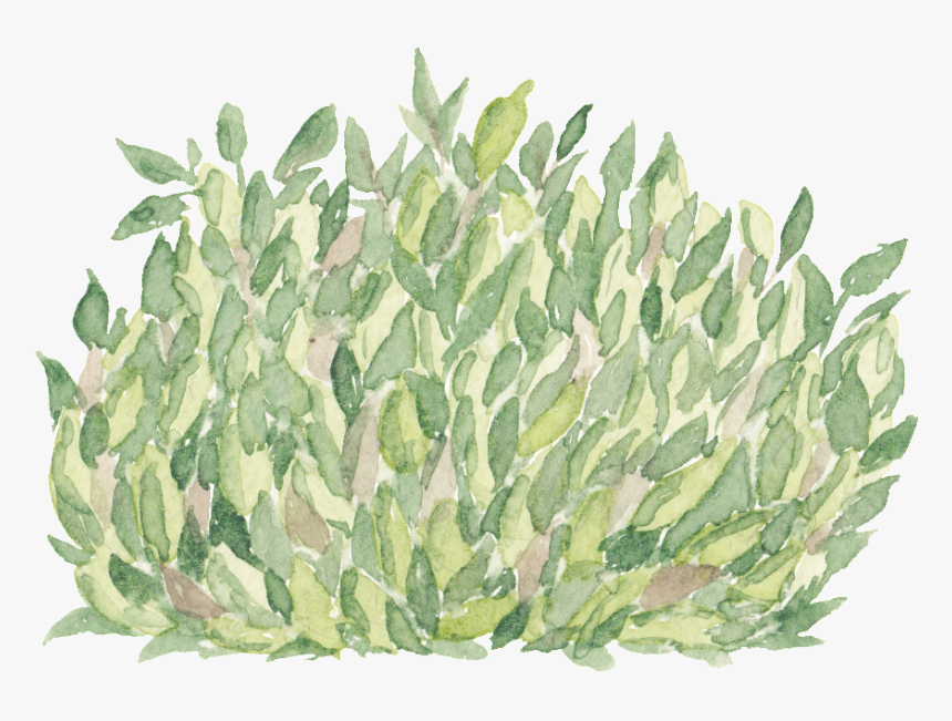 Green Hand Painted Grass Transparent Cartoon Decoration - Agave, HD Png Download