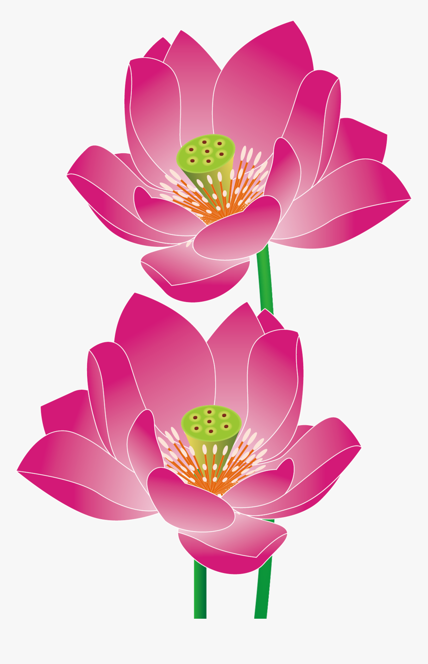 Transparent Lotus Vector Png - เวก เตอร์ Png ภาพ พื้น หลัง ดอกบัว, Png Download