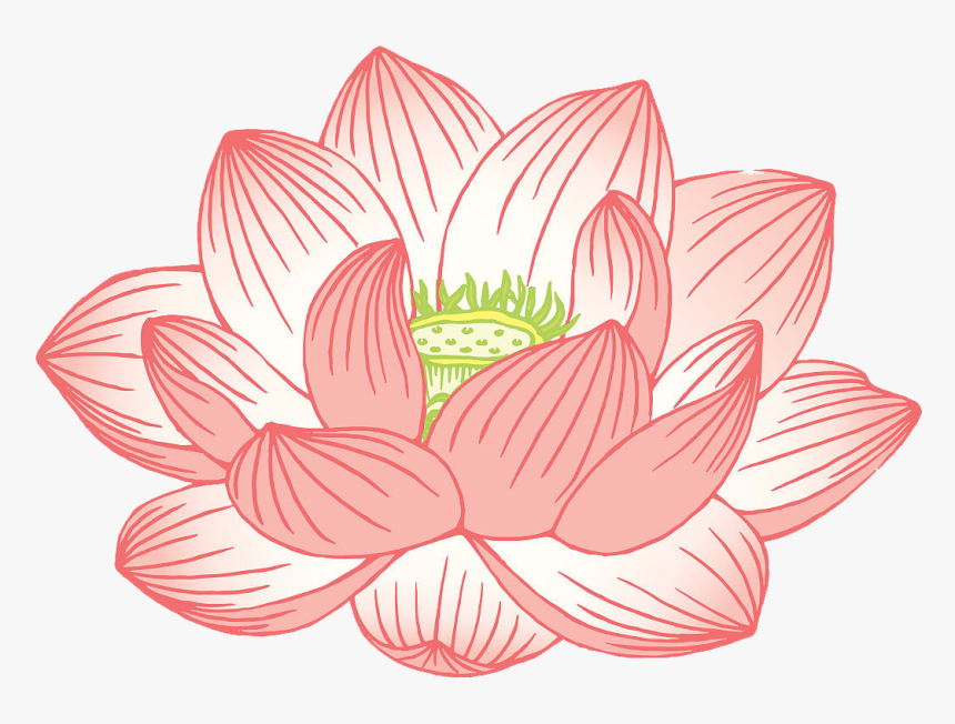 Nelumbo Nucifera Egyptian Illustration - Lotus Illustration, HD Png Download