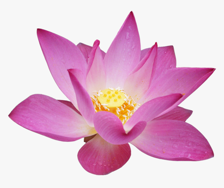 Lotus Flower Transparent Background, HD Png Download