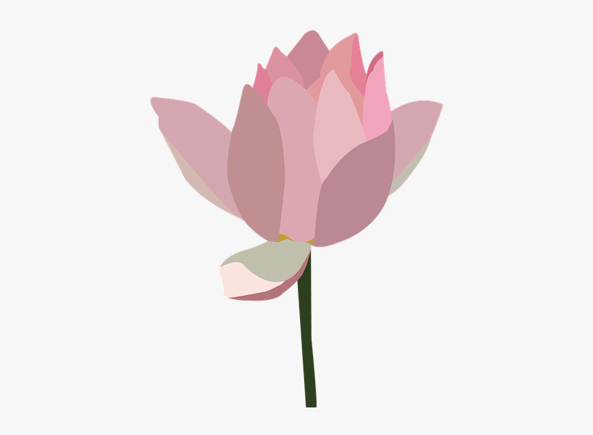 ดอกบัว บาน ดอกบัว Png, Transparent Png