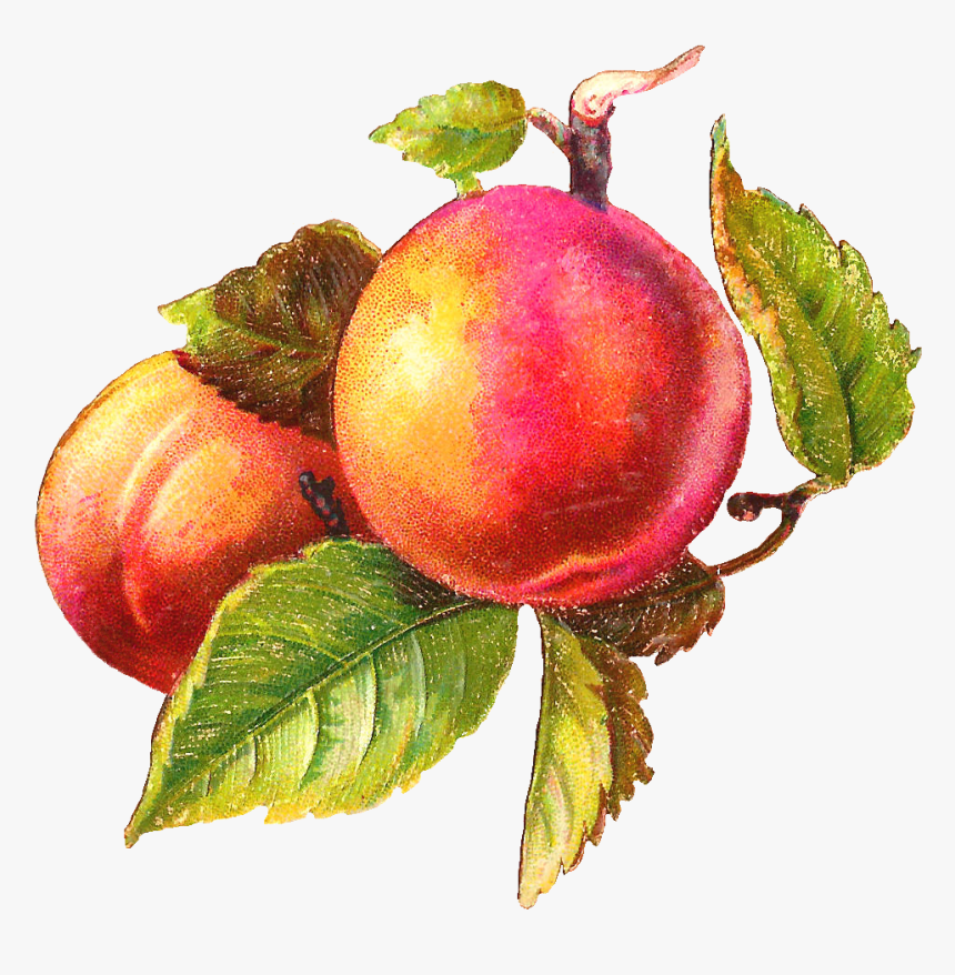 Peach Antique Images Free Fruit Clip Art Antique Botanical - Vintage Peach Clipart, HD Png Download