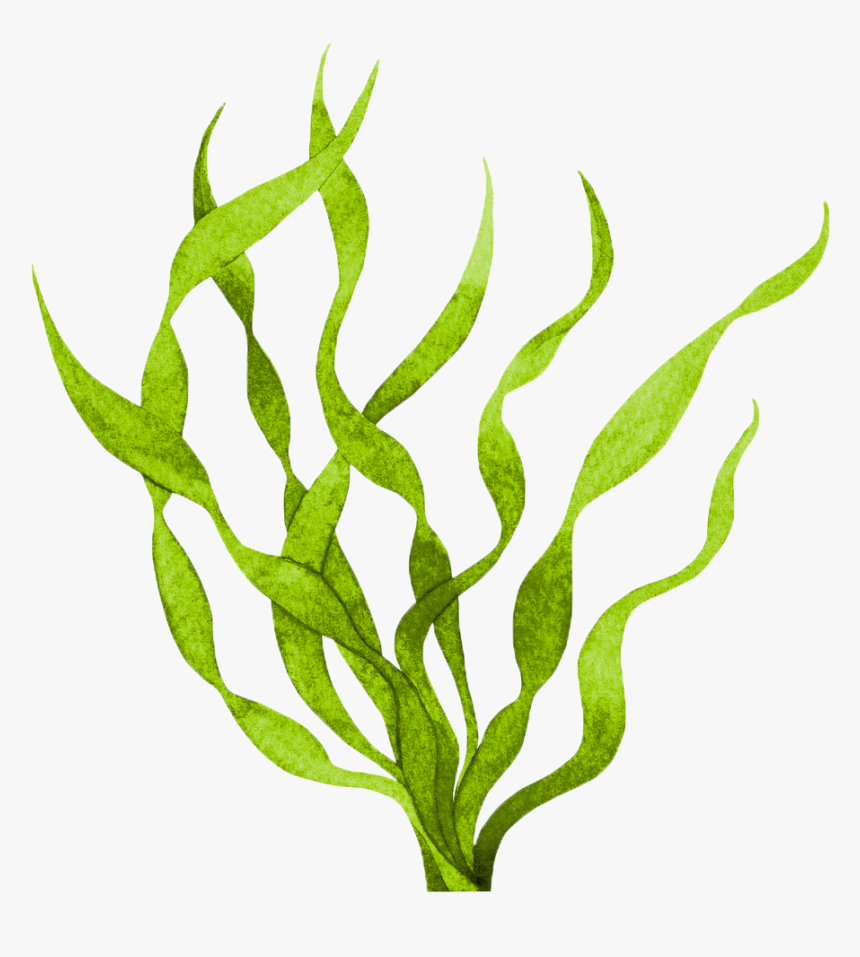 Transparent Seaweed Png, Png Download , Transparent Png Image PNGitem