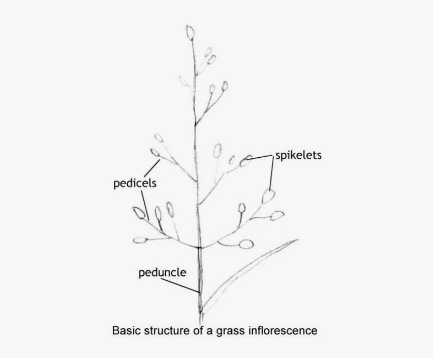 Christmas Tree, HD Png Download