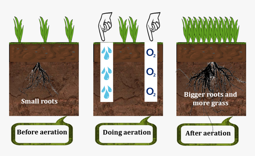 How Lawn Aerator Works - Grass, HD Png Download