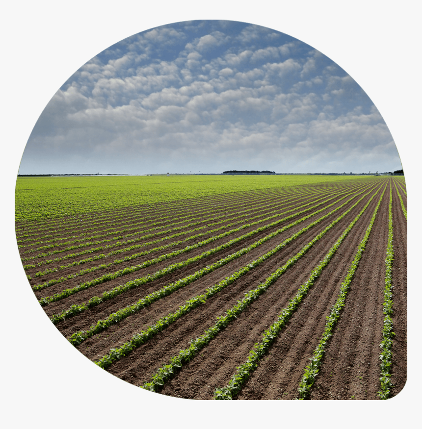 Result - Grande Plantation De Haricot, HD Png Download