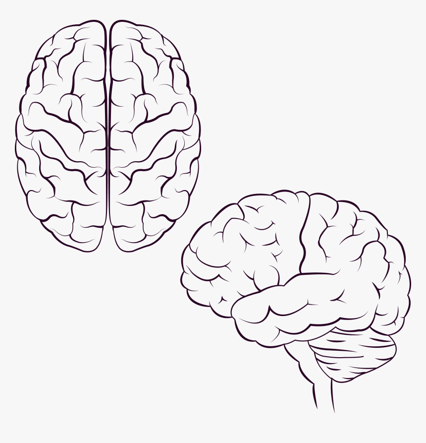 Brain Icon Design Icon - Painted Brain, HD Png Download