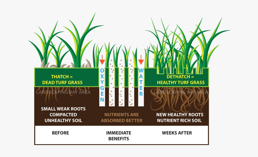Turfgrass Aeration, HD Png Download