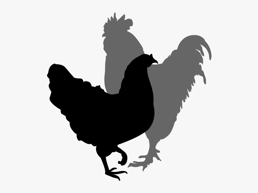 Chicken Silhouette Clipart Best - Rooster, HD Png Download