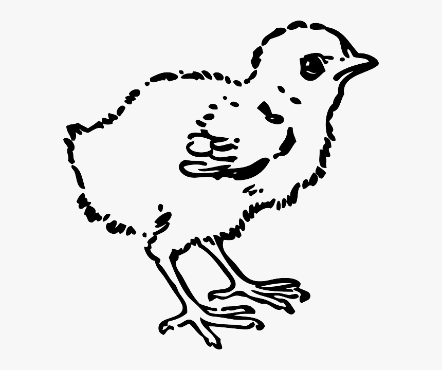 Animals, Baby, Silhouette, Cartoon, Page, Birds, Bird - Black And White Clip Art Chick, HD Png Download
