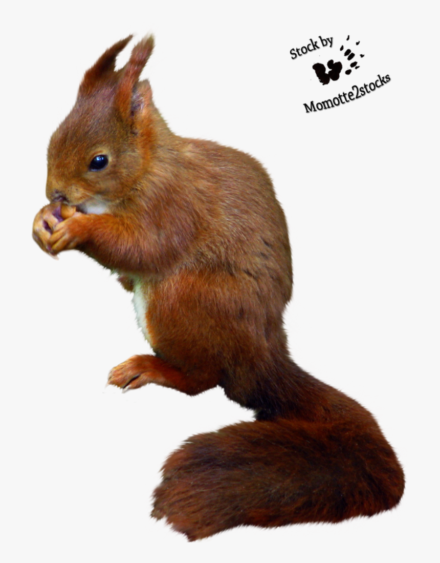 Cut-out Stock Png - Cut Out Squirrel, Transparent Png