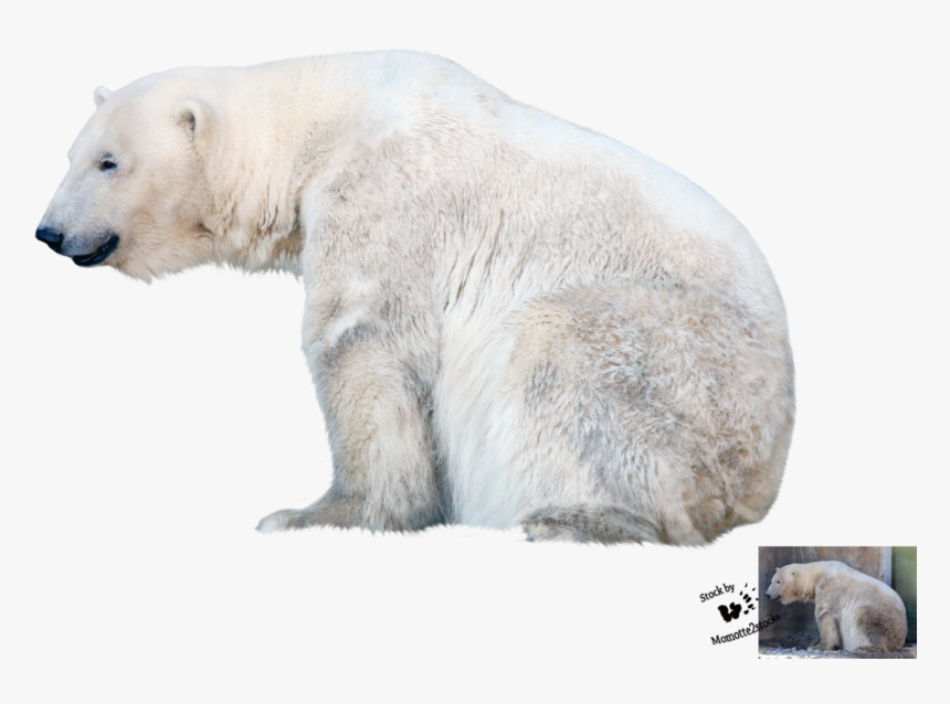 Polar Bear Transparent Background, HD Png Download