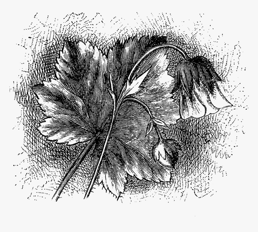 Sketch, HD Png Download