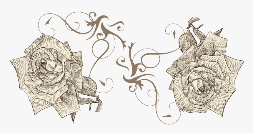 Beach Rose Drawing Flower Euclidean Vector Sketch - Drawing, HD Png Download