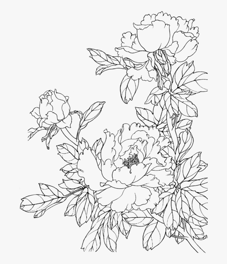 Flower Drawing Images Png Best Flower Site