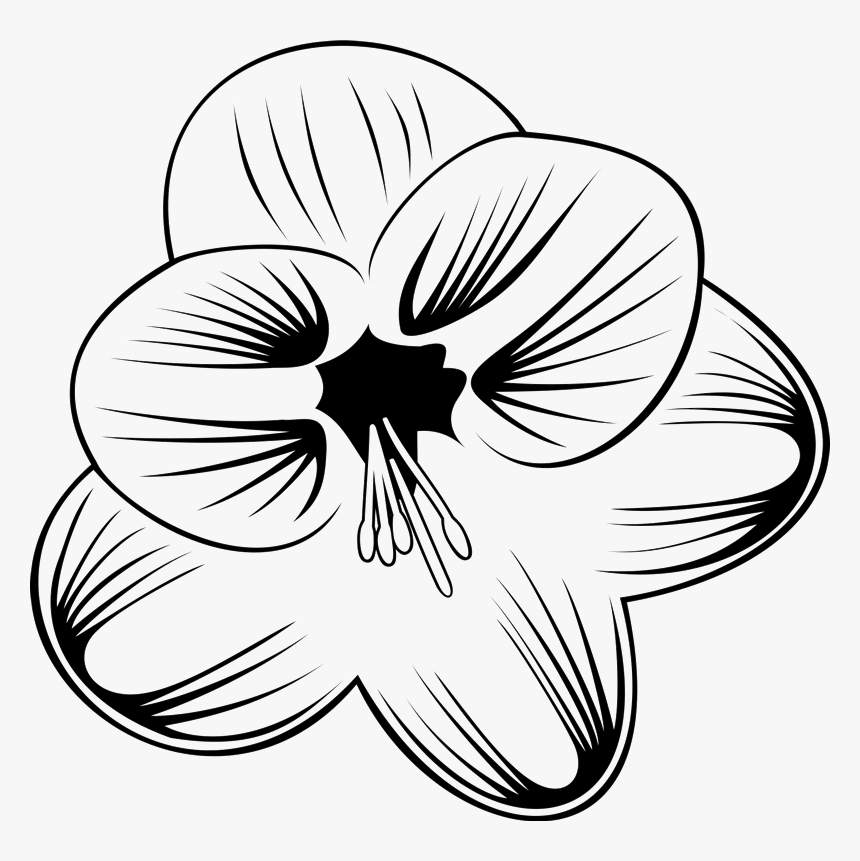 Lily Family, HD Png Download