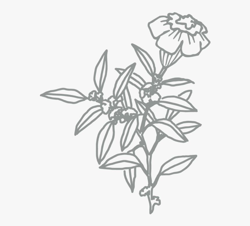 Sketch , Png Download, Transparent Png