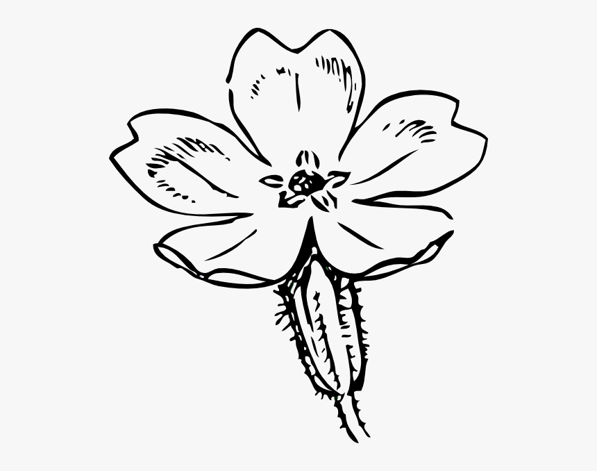 Primrose Sketch, HD Png Download