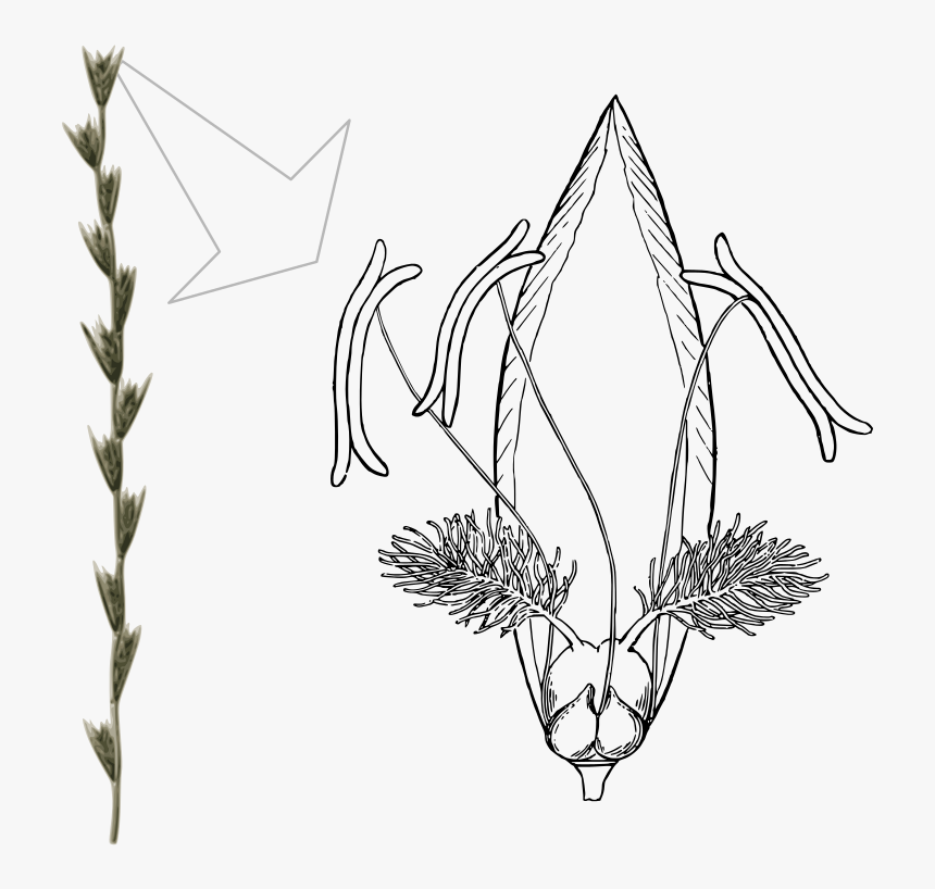 Lolium Perenne Flower, HD Png Download