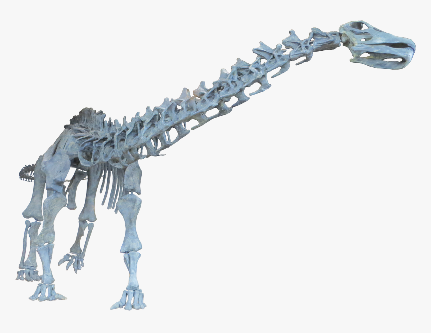 Dinosaur Brontosaurus Neck Bone, HD Png Download