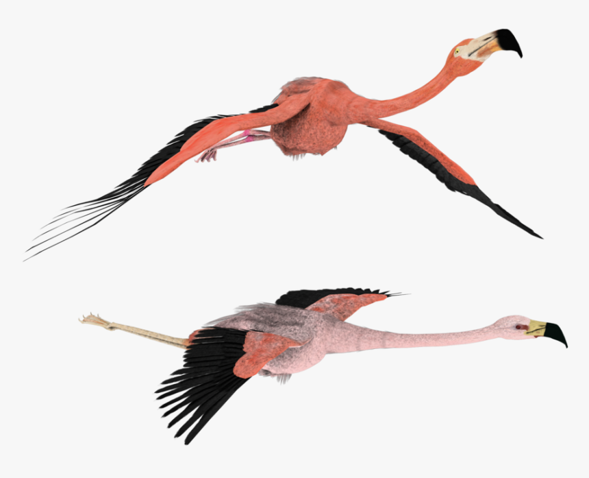 3d Flamingo Clipart - Flying Flamingo Png, Transparent Png