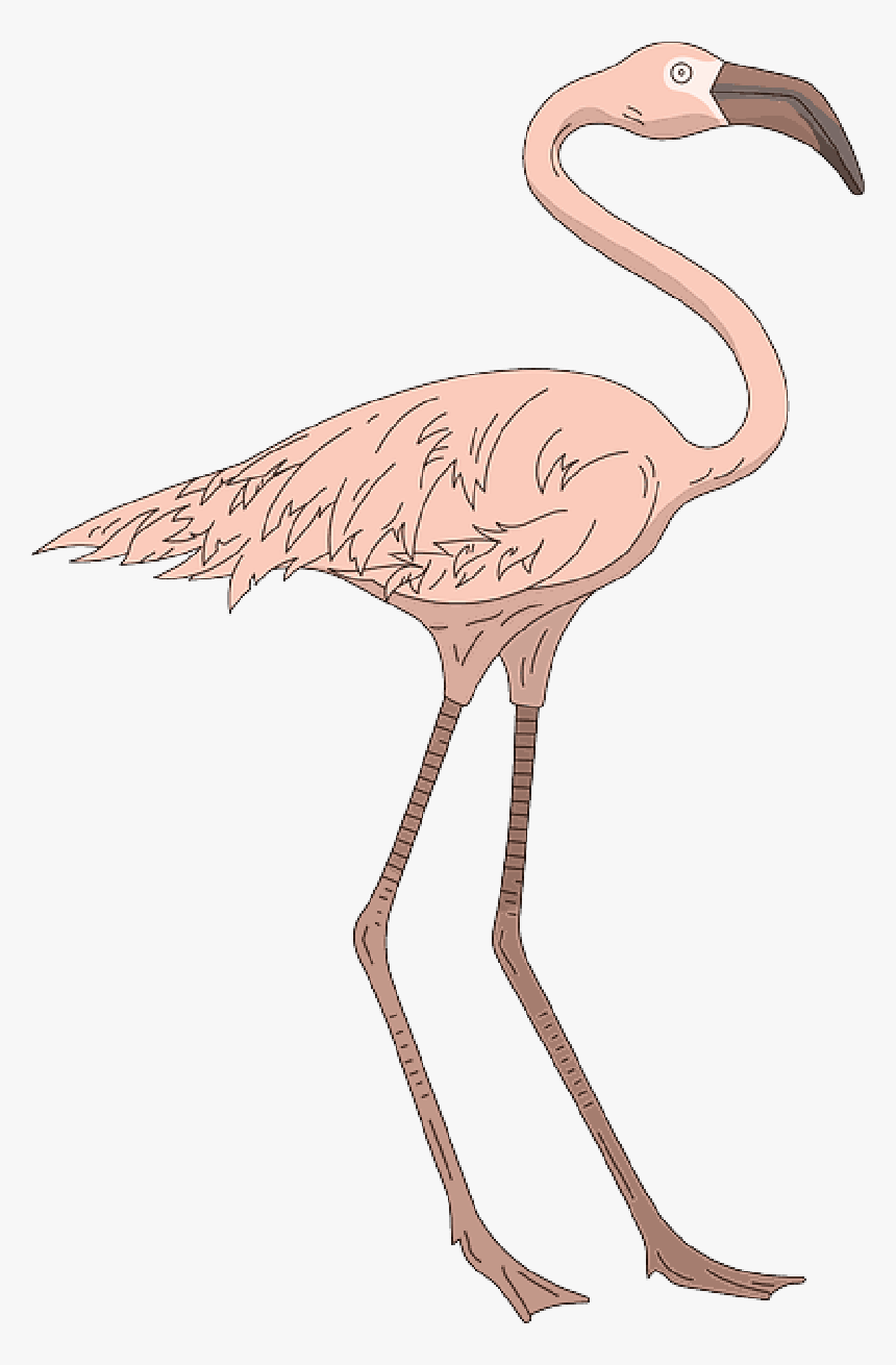 Pink, Bird, Wings, Flamingo, Long, Standing, Neck - Greater Flamingo, HD Png Download