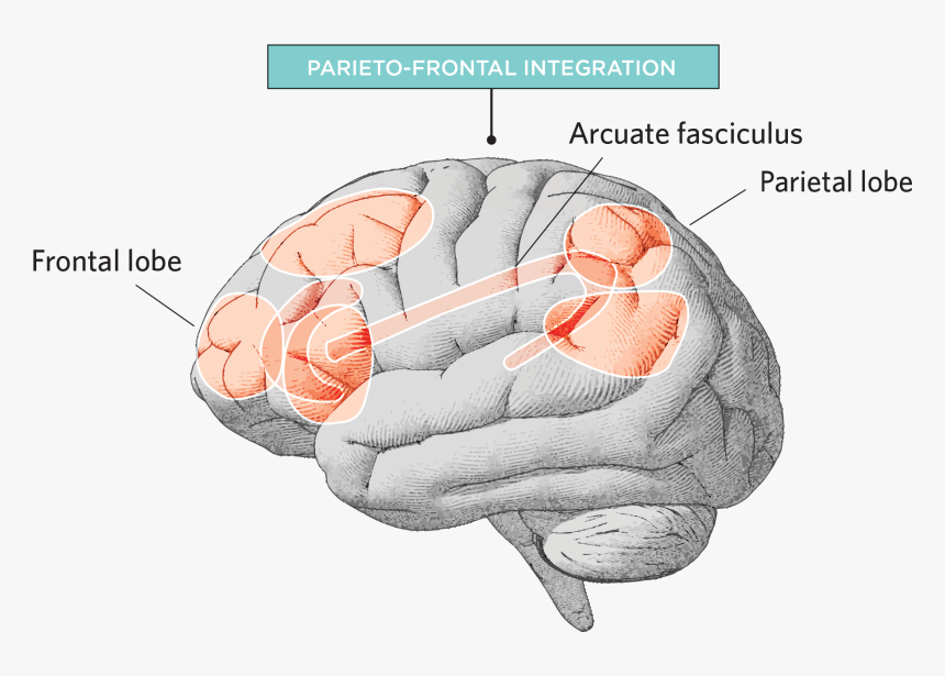 Biological Bases Of Intelligence, HD Png Download