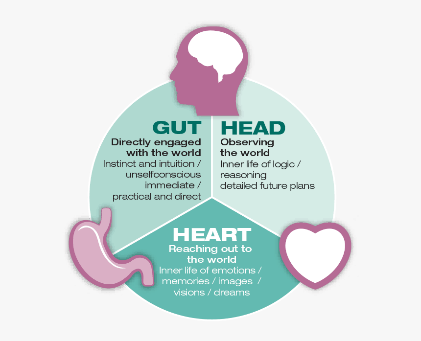 Three Brains, HD Png Download