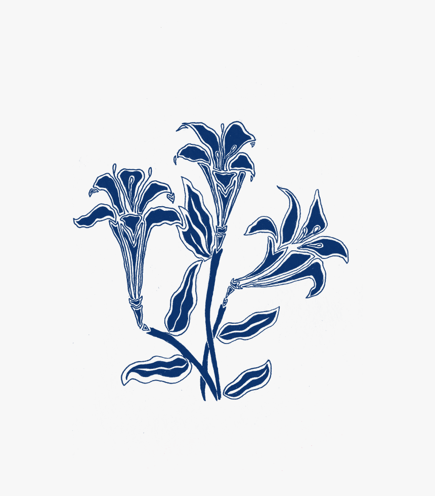 Lily-navy - Illustration, HD Png Download