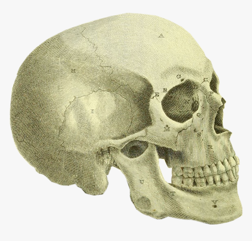 Dad Had Spent All Summer Working In His Basement - Skull, HD Png Download