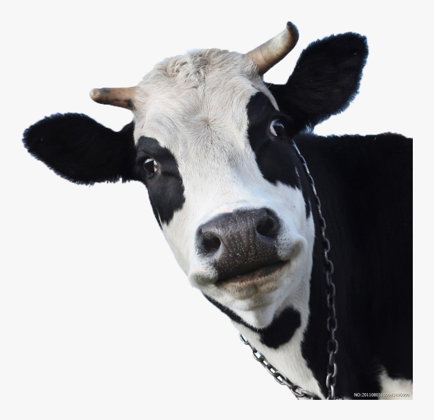 Transparent Cow Head Png - Face Of A Cow, Png Download