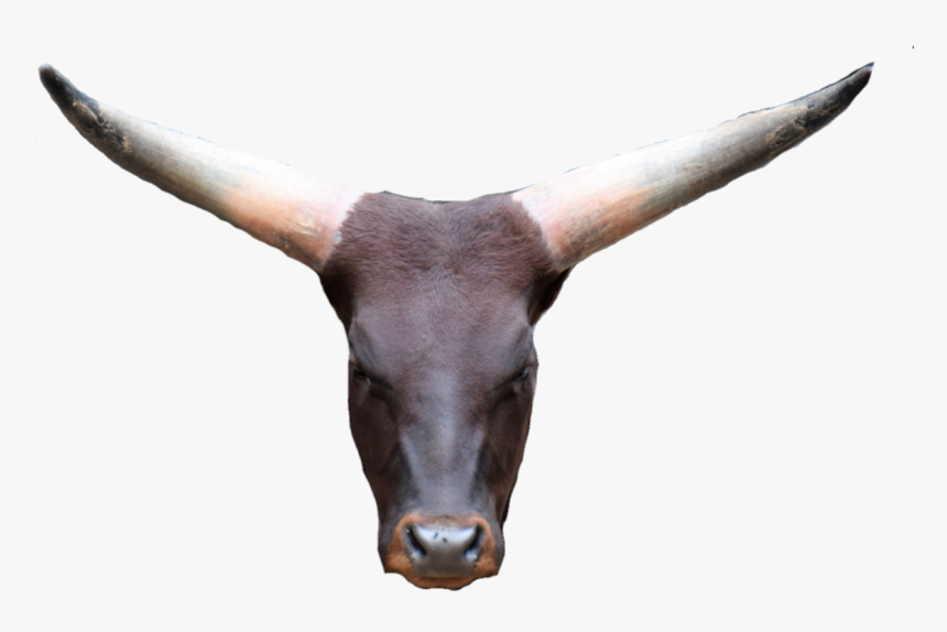 #cowhead #png #cowface #bullhead - Impala, Transparent Png