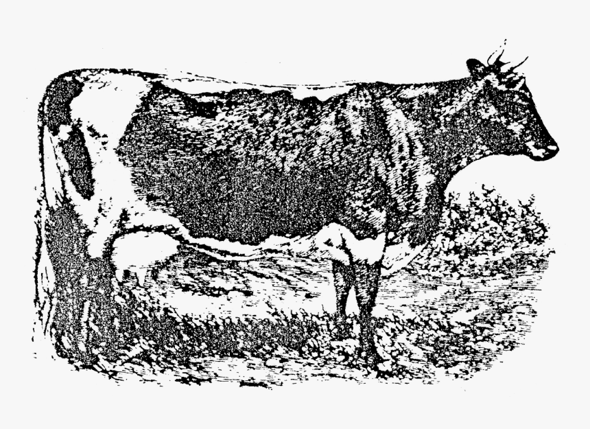 Lineback Cattle - Dairy Cow, HD Png Download