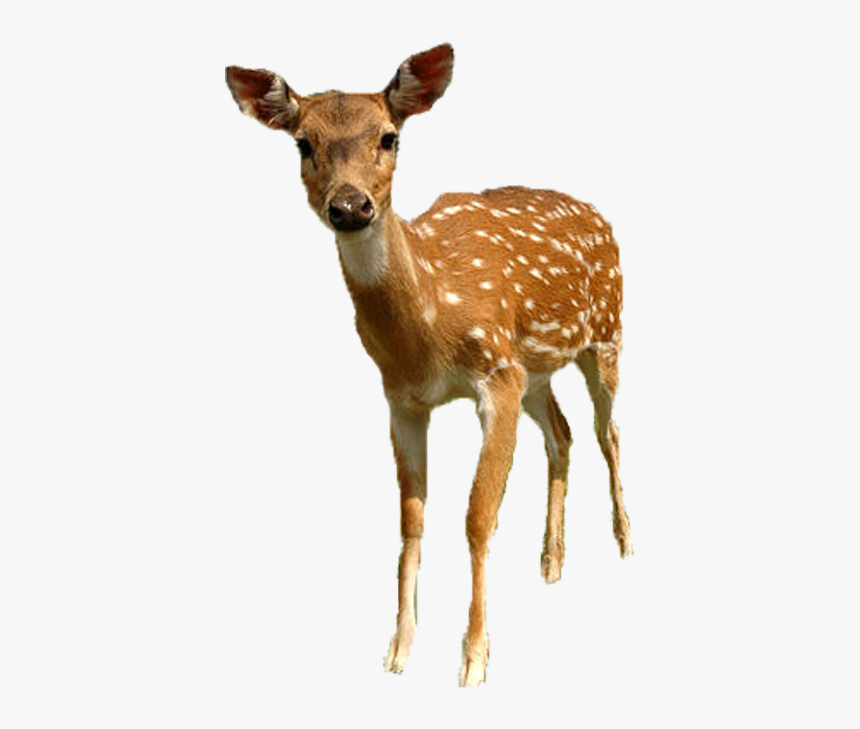White-tailed Deer Roe Deer Sika Deer - Reh, HD Png Download