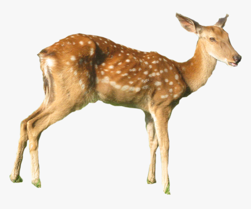 White-tailed Deer Red Deer Elk Musk Deer - Deer, HD Png Download