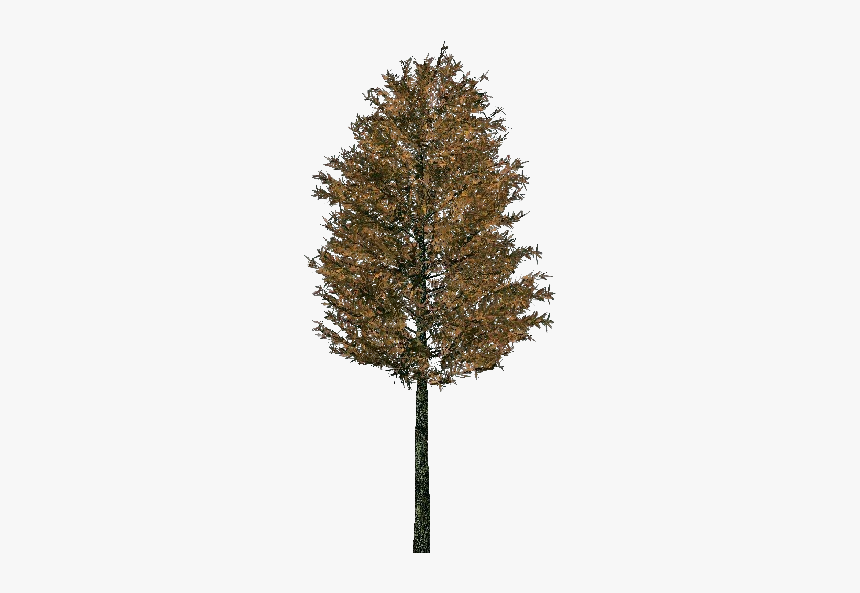 3d Trees - Scots Pine - Acca Software - Red Pine, HD Png Download