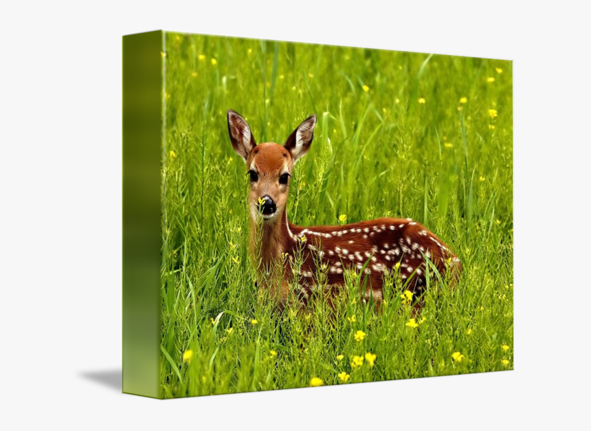 Clip Art Baby Deer Pic - Natural Homes Of Wild Animals, HD Png Download