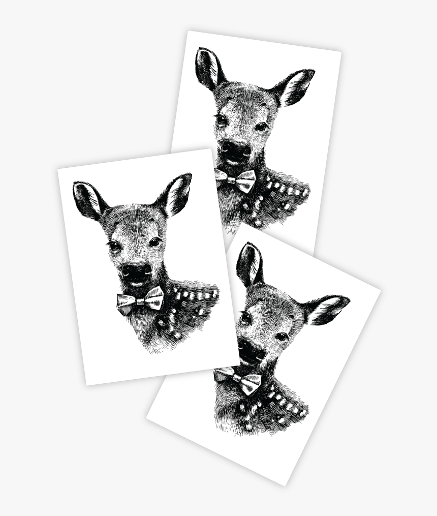 Baby Deer 
 Class - Roe Deer, HD Png Download