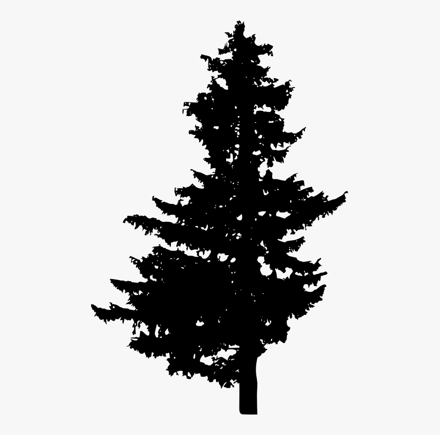 Evergreen Branch Png, Transparent Png