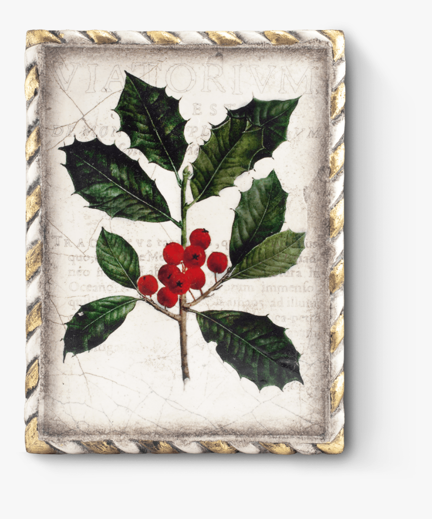 Holly Leaf Botanical Drawing, HD Png Download