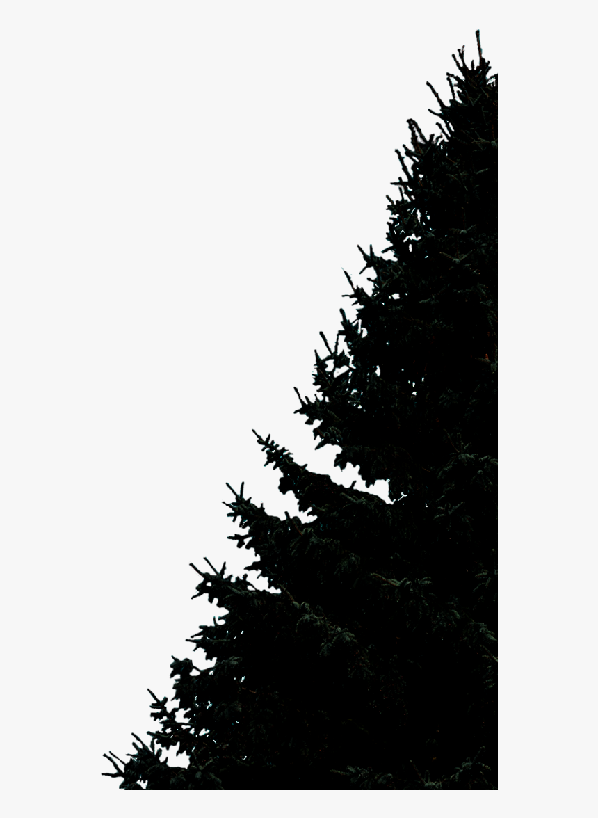 Christmas Tree, HD Png Download