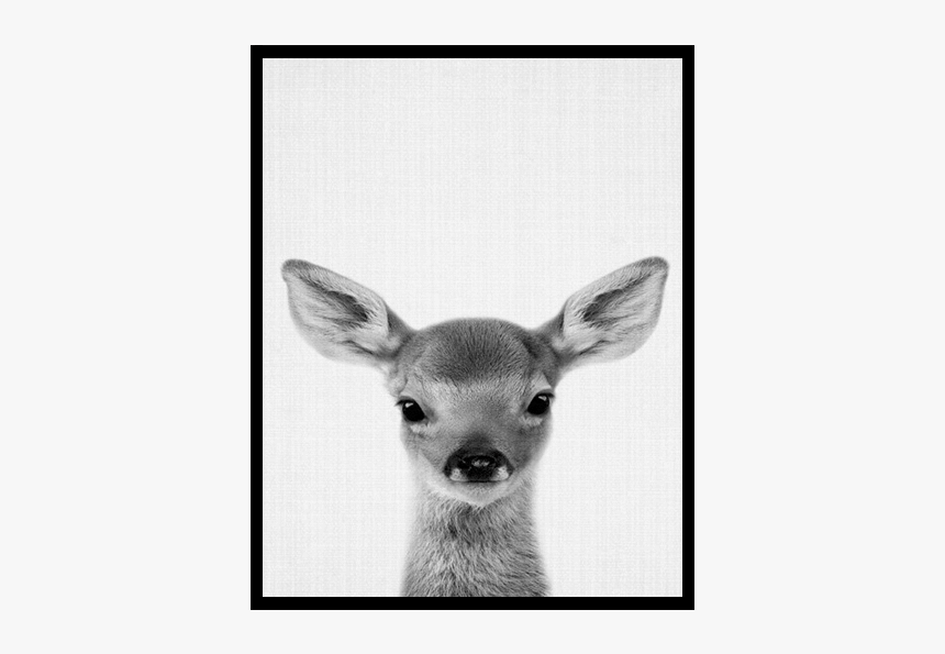 동물 사진 액자, HD Png Download