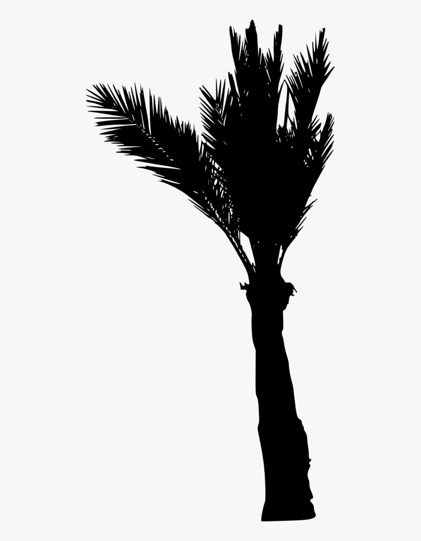 Palm Tree Silhouette - Palm Trees, HD Png Download