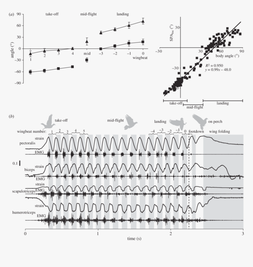 Diagram, HD Png Download