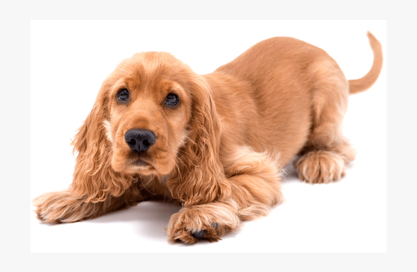 Imagen De Un Cachorro, HD Png Download